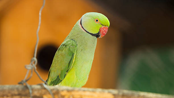 hidden bird