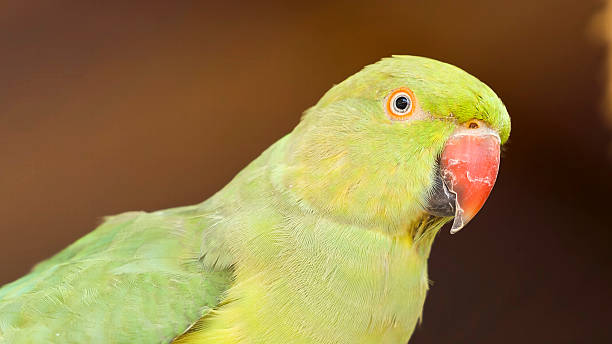 istock Green Rose-ringed Indian Parrot Parakeet 2254919953