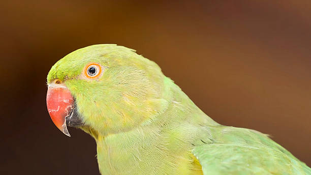 istock Green Rose-ringed Indian Parrot Parakeet 2254920192