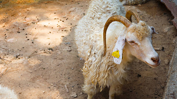 A goat with long, curly white fur stands on a dirt surface, displaying large, curved horns and two ear tags—one yellow and one white—on its left ear. The yellow tag is triangular and printed with identification details. The animal appears calm and observant, with another goat partially visible in the background. The setting suggests an outdoor enclosure, making the image suitable for themes related to livestock care, rural life, or breed documentation.