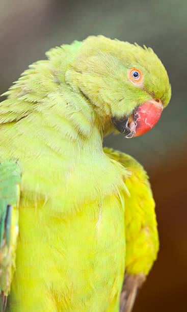 istock Green Rose-ringed Indian Parrot Parakeet 2254920468