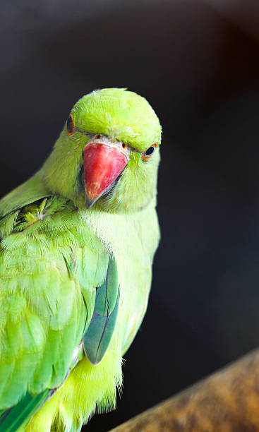 istock Green Rose-ringed Indian Parrot Parakeet 2254920502