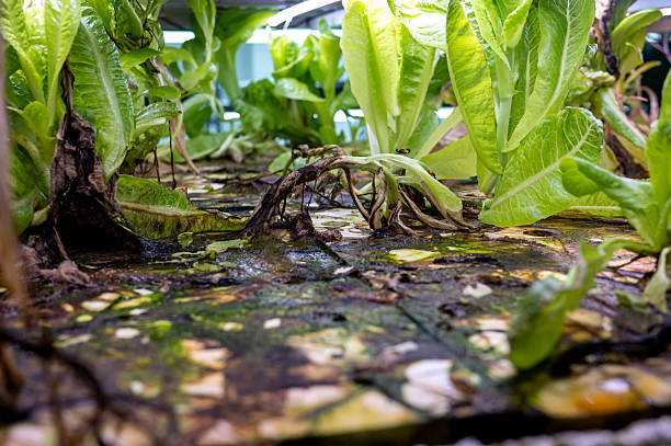 indoor hydroponic rack rotten lettuce overgrow with no maintenance stock photo