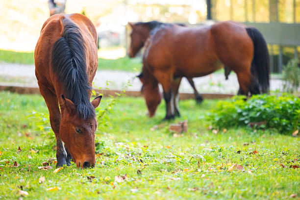 istock Two Horses Grazing on Green Pasture 2254920845