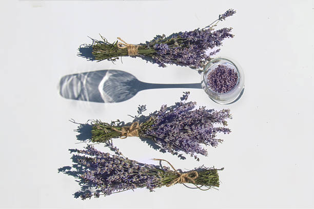 Horizontal layout of three lavender bunches and a glass with buds. Harsh shadows and bright light create a summer mood. Eco-style, natural scent, and minimalist decor.