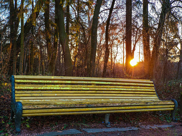 A weathered yellow bench sits at the edge of a forest, bathed in the warm glow of a setting sun. Tall trees with autumn foliage create a serene, tranquil backdrop. This peaceful outdoor scene captures the beauty of nature at dusk, perfect for relaxation and reflection.