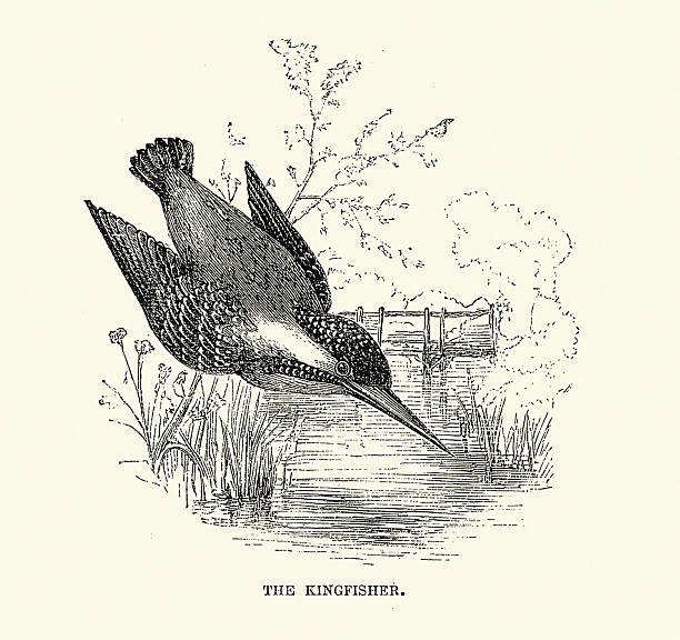 Ornithology, Kingfisher, Alcedo atthis, 19th Century, 1850s Victorian art