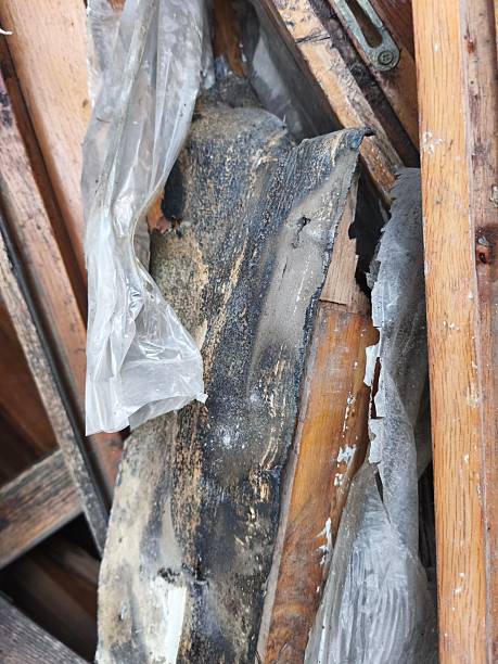 istock Damaged Wooden Beam with Black Mold and Plastic Wrap in Construction Site 2254923225