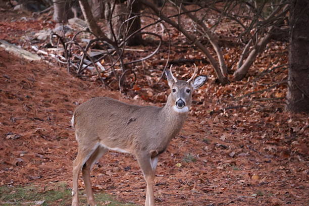 A young buck with small antlers walking through a winter forest.