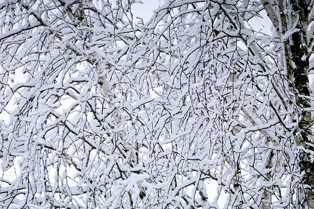 This Picture was made during a snow period in begin January of 2026 in the Netherlands.