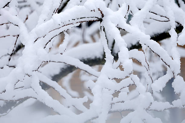 istock Abstract Winter Scene with Snow and Branches 2254927625