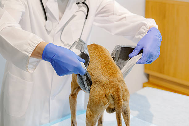 istock An unrecognizable veterinarian puts a diaper on a sick dog. 2254927704