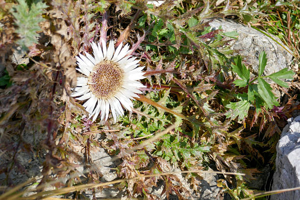 Spiniest thistle Cirsium spinosissimum closeup of the top with blossom  in Summer