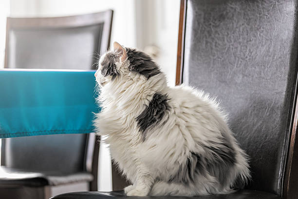 A beautiful, two-year-old siberian cat sitting on chair outside.