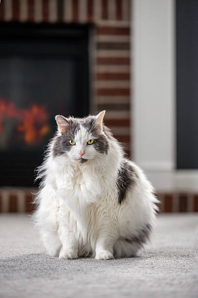 istock Fat and Fluffy Longhair Cat Sitting by Fireplace 2254928817