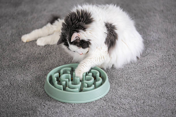 istock Overweight Cat Laying Down Getting Food From Her Slow Feeder 2254928871