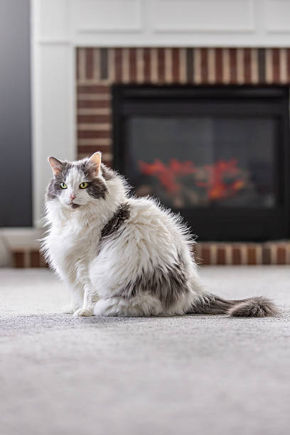 istock Large Furry Longhair Cat Sitting by Fireplace 2254929441