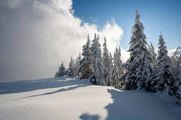 A beautiful winter nature scene featuring tall pine trees heavily laden with fresh snow. A bright sun shines through the branches, creating a dramatic starburst lens flare effect against a deep blue sky, highlighting the texture of the winter forest