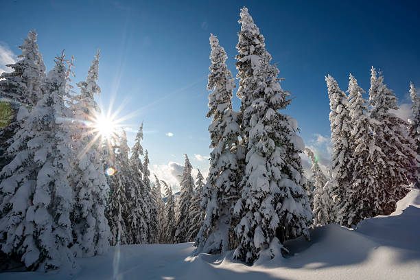 A beautiful winter nature scene featuring tall pine trees heavily laden with fresh snow. A bright sun shines through the branches, creating a dramatic starburst lens flare effect against a deep blue sky, highlighting the texture of the winter forest