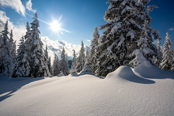 A beautiful winter nature scene featuring tall pine trees heavily laden with fresh snow. A bright sun shines through the branches, creating a dramatic starburst lens flare effect against a deep blue sky, highlighting the texture of the winter forest