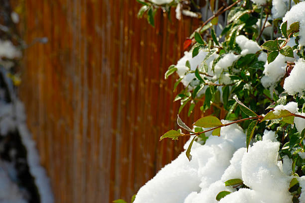 Garden covered in snow at sunrise in winter, Almere, Flevoland, Netherlands