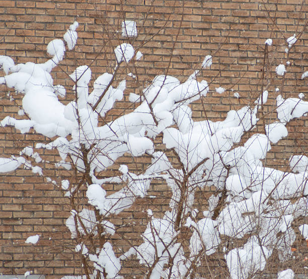 Backyard Bush covered in snow against a brick wall