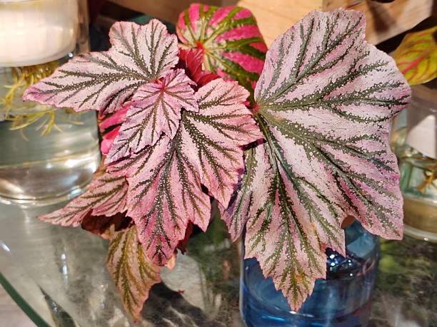 Begonia 'Pink Minx'