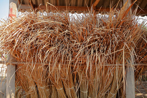 Dried thai plants fence in rural village in mountain area of Chiang Mai province