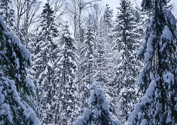 Holly leaves covered with snow