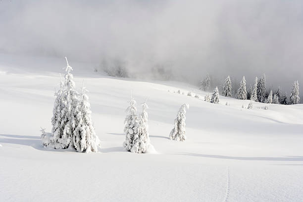 Winter in mountains, close-up of tree branches in snow