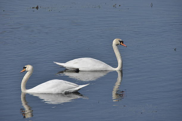 istock Swans glide peacefully on a calm blue lake during a sunny afternoon in early spring 2254934716