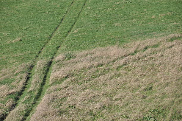 Green agricultural field with vehicle tracks