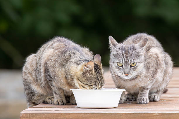 Two tabby cats drinking water from a bowl placed on a wooden surface in Lutowiska