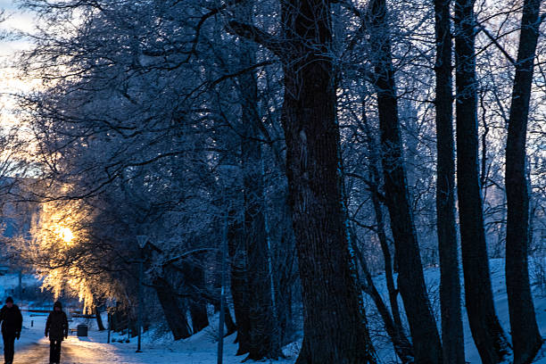 istock Sunbeams among tree trunks and a walking path in a city park in winter. 2254935447