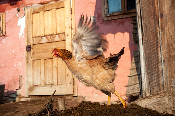 A dynamic shot of a brown chicken flapping its wings while standing on a mound of earth in a rural setting. The background features a rustic building with textured pink walls and a weathered wooden door