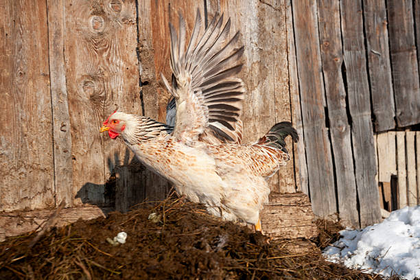 A white and brown speckled hen is captured with its wings fully extended upward while standing on a mound of earth. A vertical wooden plank wall serves as the rustic background, with a small patch of snow visible nearby