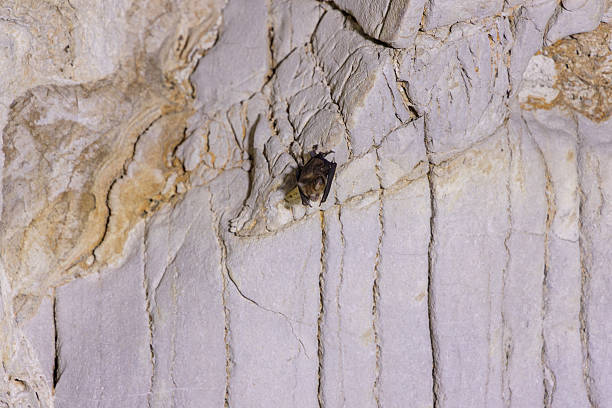 close up of small bat clinging to textured limestone surface inside dark cave, natural cracks and mineral veins visible around
