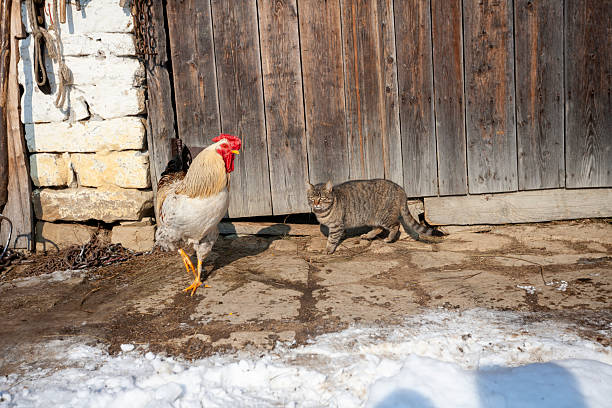 istock Rooster and Tabby Cat Together in a Rustic Farmyard Setting 2254936461