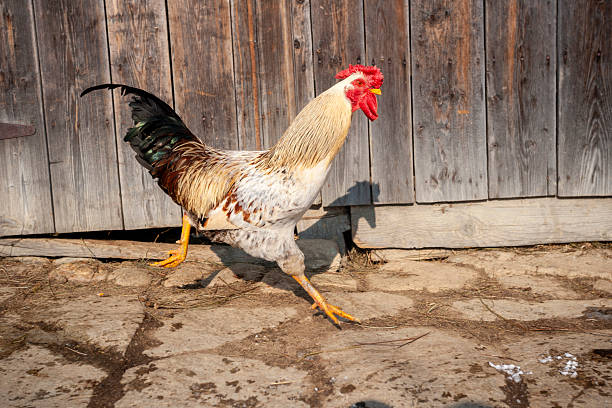 A colorful rooster with black tail feathers is captured mid-stride while walking across a stone-paved farmyard. The background features a weathered wooden barn door and a textured white stone wall