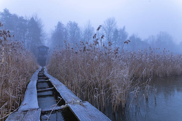 Wooden boardwalk leading through frosty reeds towards a birdwatching tower on a misty lake