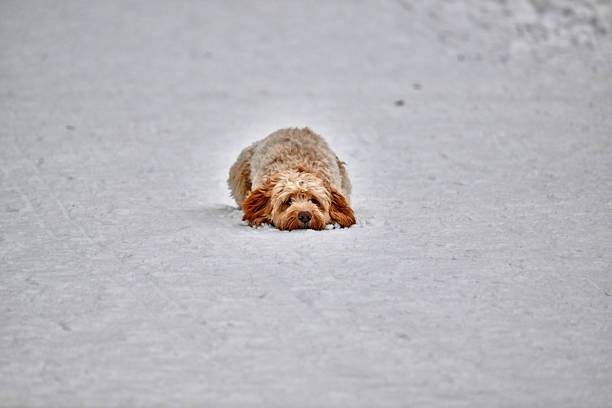 labradoodle lying in the snow