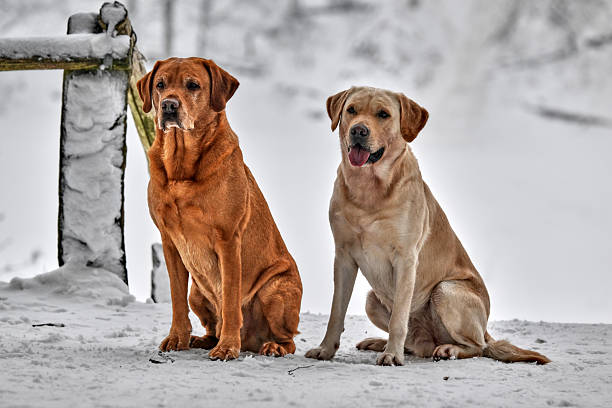 light and dark blond labrador retriever in the snow