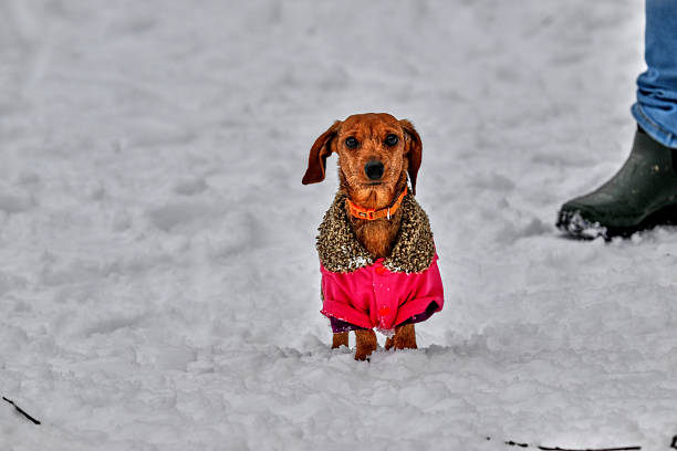 dachshund with a colorful jacket in the snow