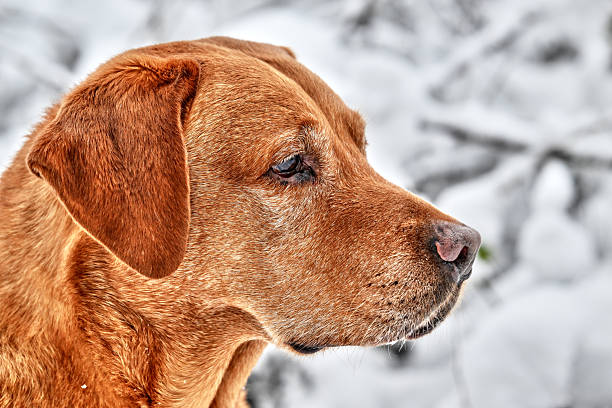 close up portrait of a blond labrador retriever in the snow