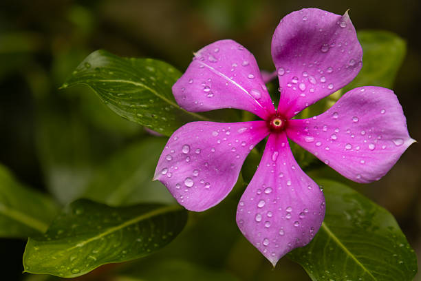 Native to Madagascar, Catharanthus roseus, commonly called periwinkle, Madagascar periwinkle or annual vinca, is an erect to spreading tender perennial in the dogbane family.It produces attractive bushy foliage that is covered by a profuse bloom of phlox-like flowers from summer to frost. The colors of flower range from pale pink, rose, hot pink, red, lilac to white.