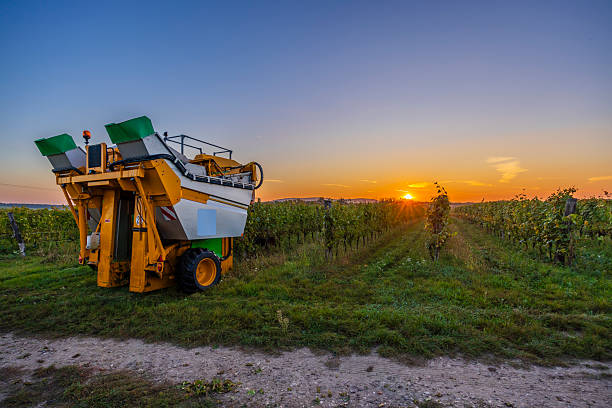 Grape harvester machine standing in a vineyard at sunset, ready for modern agriculture harvest