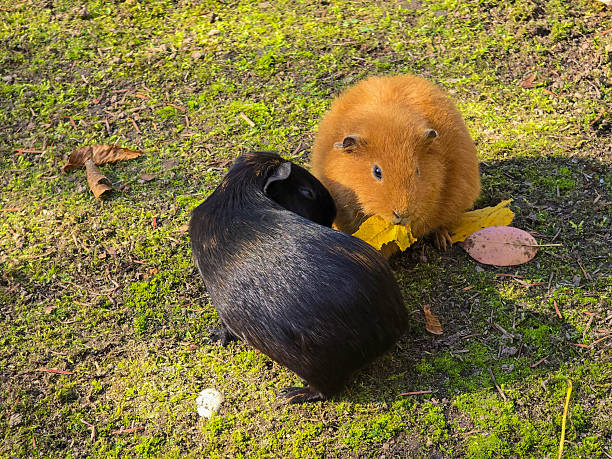 A ginger and a black guinea pig standing together on green grass with fallen autumn leaves in a bright outdoor environment.