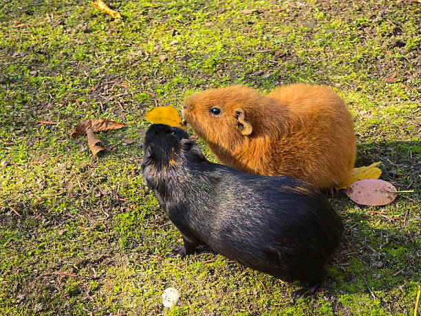 Guinea pigs family eating leaves together close up
