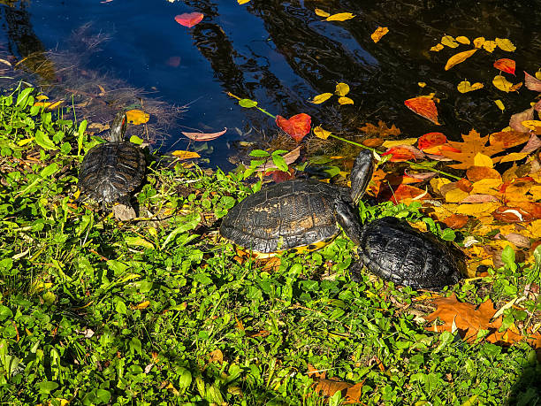 A pair of turtles resting on a grassy bank by the water, surrounded by vibrant yellow and red fallen autumn leaves in the bright sun.