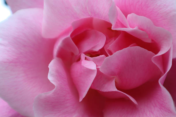 Macro Shot of a Pink Rose